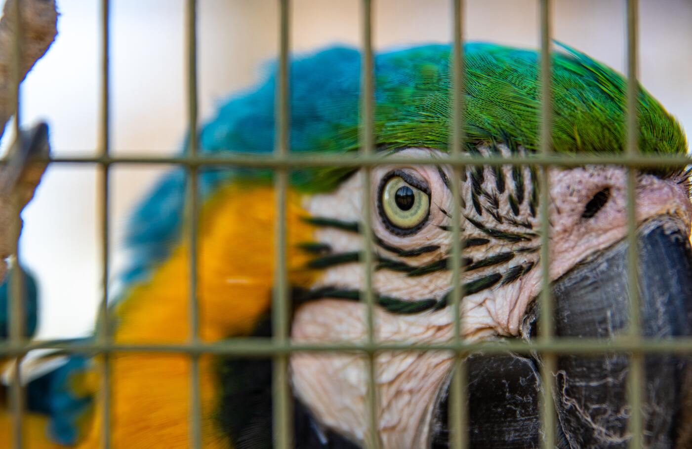 Tráfico de Animais Silvestres